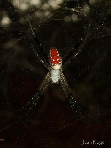 Réf. 214 839 : Cyrtophora moluccensis