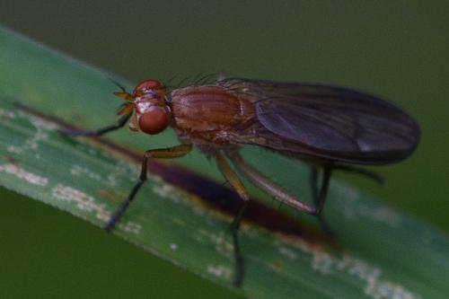 Tetanocera hyalipennis
