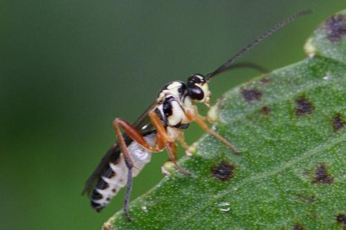 Syrphoctonus tarsatorius