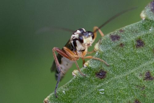 Syrphoctonus tarsatorius