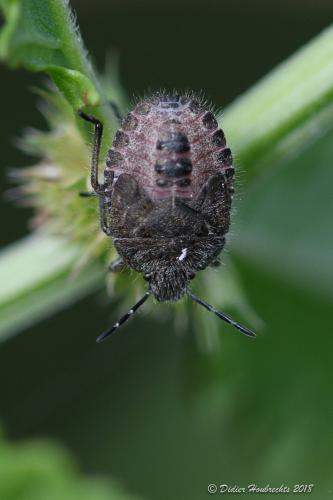 Réf. 214 600 : Dolycoris baccarum