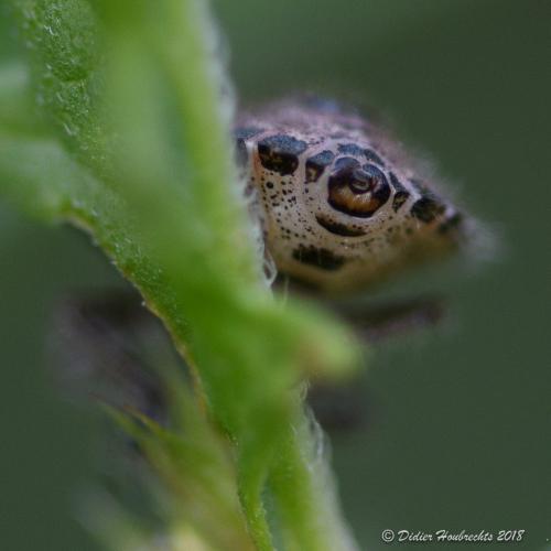 Réf. 214 601 : Dolycoris baccarum