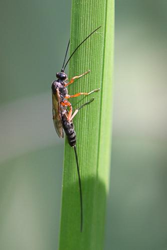 Réf. 214 824 : Lissonota sp.