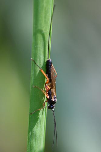 Réf. 214 819 : Lissonota sp.