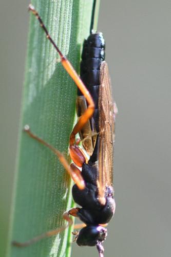 Réf. 214 821 : Lissonota sp.