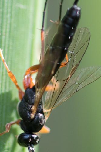 Réf. 214 826 : Lissonota sp.