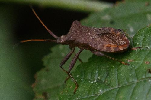Coreus marginatus