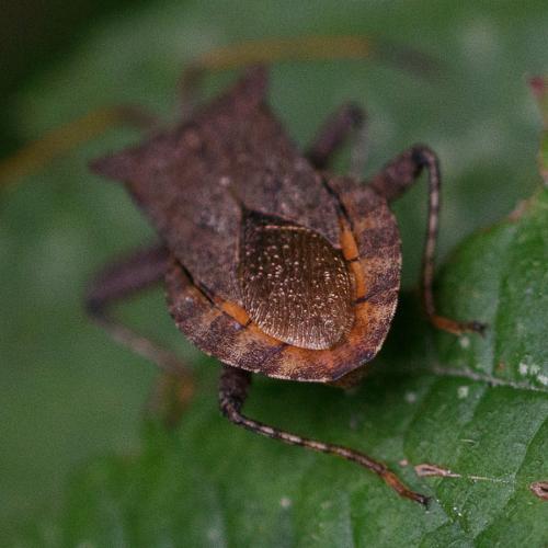 Coreus marginatus