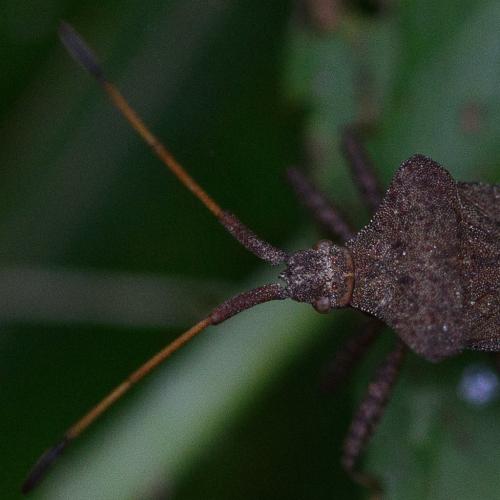 Coreus marginatus