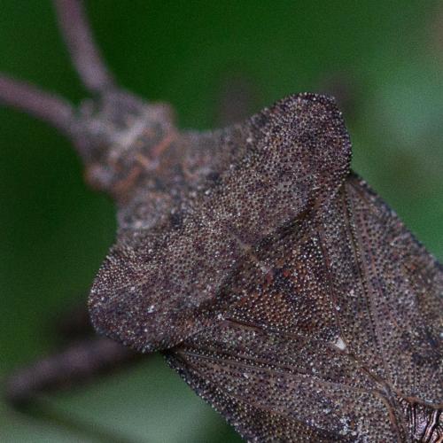 Coreus marginatus