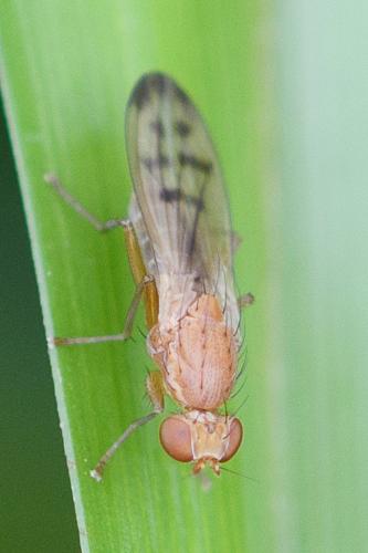 Opomyza florum