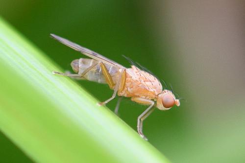 Opomyza florum