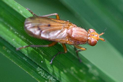 Tetanocera arrogans