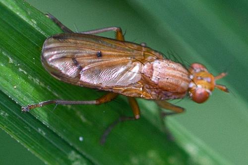 Tetanocera arrogans