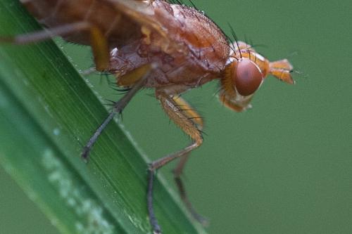 Tetanocera arrogans