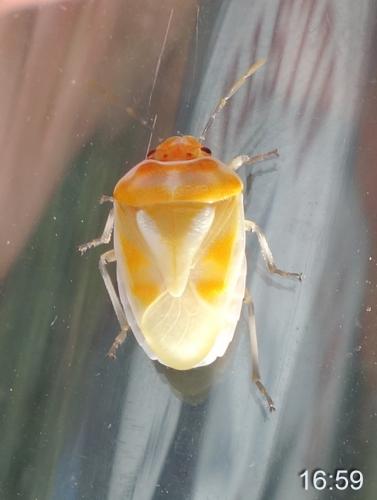 Eurydema ornata