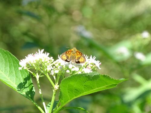Ochlodes sylvanus