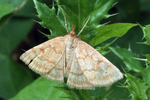 Réf. 214 861 : Psammotis pulveralis