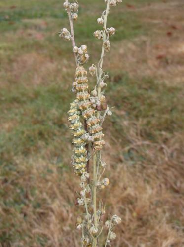 Réf. 214 822 : Cucullia cineracea