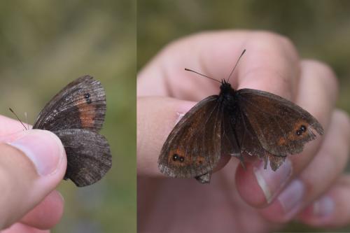 Erebia pronoe