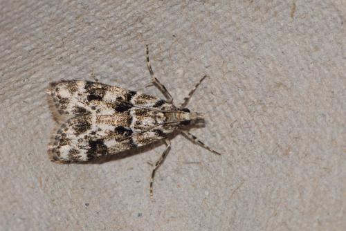 Eudonia delunella