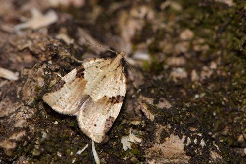 Clepsis spectrana
