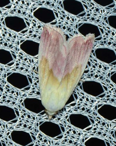 Eublemma purpurina