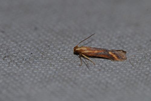 Réf. 214 657 : Metzneria aprilella