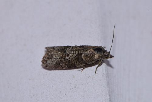 Cnephasia sp.