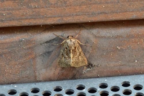 Réf. 214 882 : Thalpophila matura