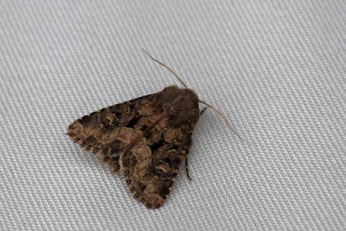 Réf. 214 875 : Luperina testacea