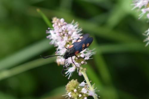 Zygaena lonicerae