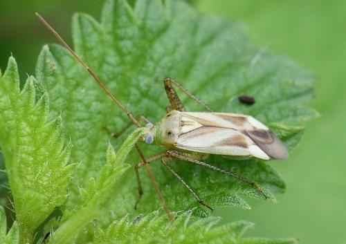 Réf. 214 514 : Adelphocoris sp.