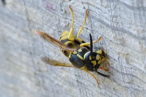 Vespula germanica