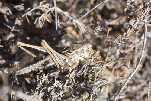 Réf. 214 003 : Platycleis sp.