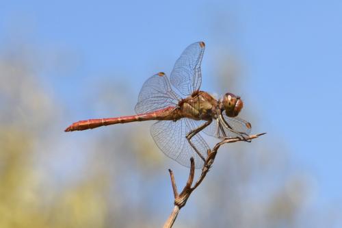 Réf. 214 007 : Sympetrum meridionale