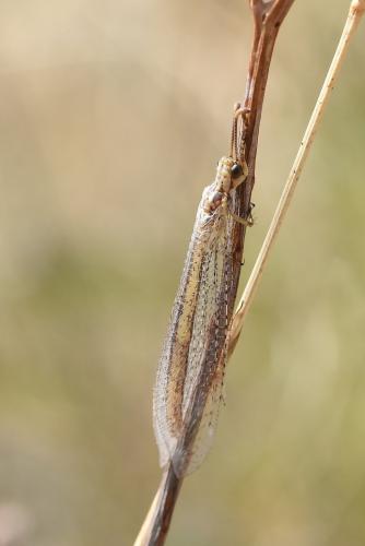 Réf. 214 002 : Macronemurus appendiculatus