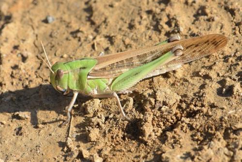 Réf. 214 308 : Locusta migratoria