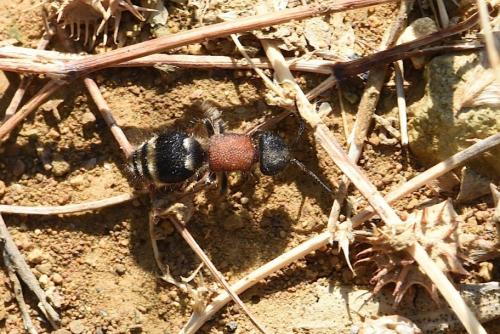 Réf. 214 303 : Tropidotilla litoralis