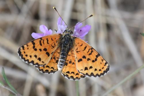 Réf. 214 302 : Melitaea didyma