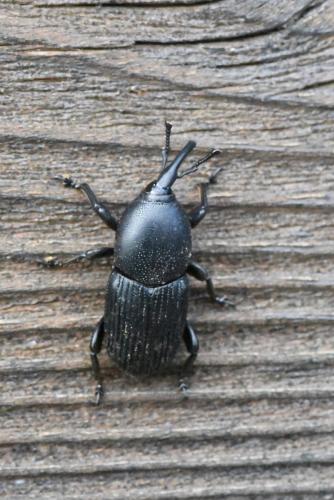 Scyphophorus acupunctatus