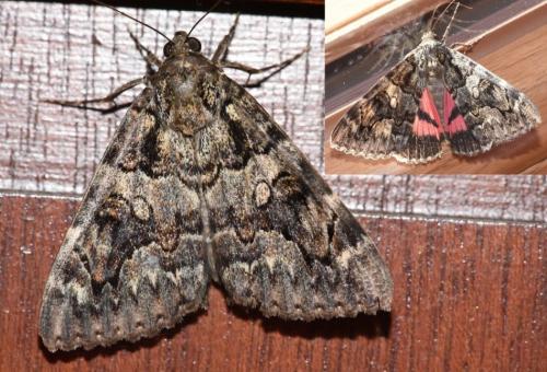 Catocala coniuncta