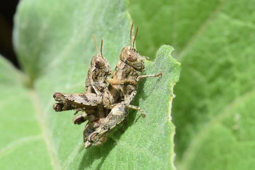 Pezotettix giornae