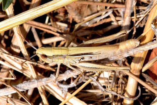 Réf. 214 523 : Euchorthippus elegantulus