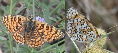 Réf. 214 893 : Melitaea phoebe