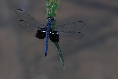Réf. 214 216 : Tyriobapta torrida