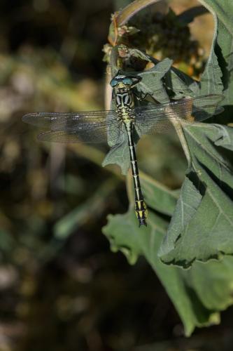 Stylurus flavipes