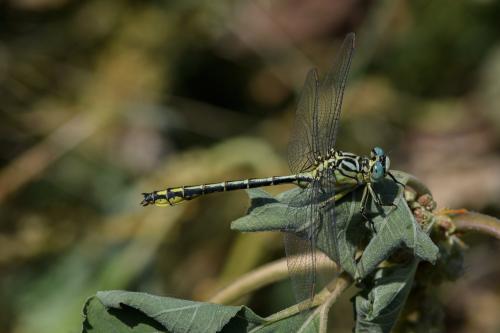 Stylurus flavipes