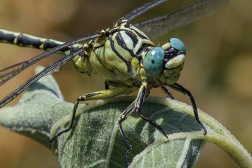 Stylurus flavipes
