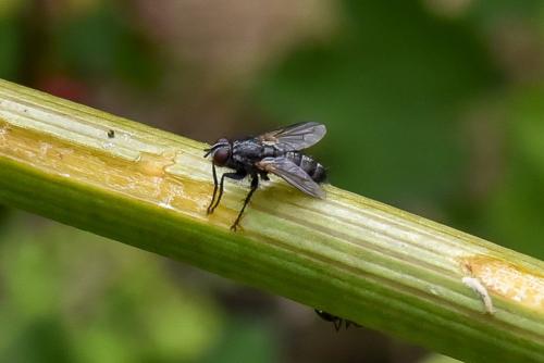 Réf. 214 483 : Stevenia umbratica